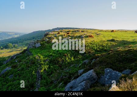 Highland Rinder grasen auf der Spitze der Baslow Edge an einem trüben Sommermorgen Stockfoto