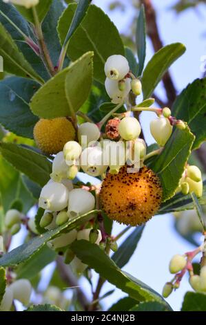 Unreife Früchte und glockenförmige Blüten auf Arbutus unedo Baum, Nahaufnahme Detail Stockfoto