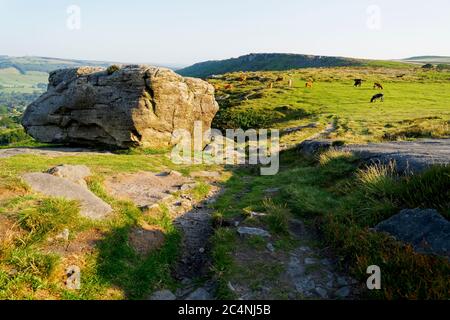 Hochland- und Holsteinrinder grasen am Baslow Edge in der frühmorgendlichen Sommersonne Stockfoto