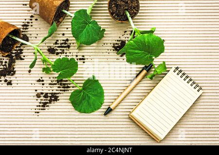 Zucchini Sämlinge in biologisch abbaubaren Fasertöpfen, Samen und recyceltem Papier Notizbuch auf hellem Hintergrund. Gartenarbeit für zu Hause Stockfoto