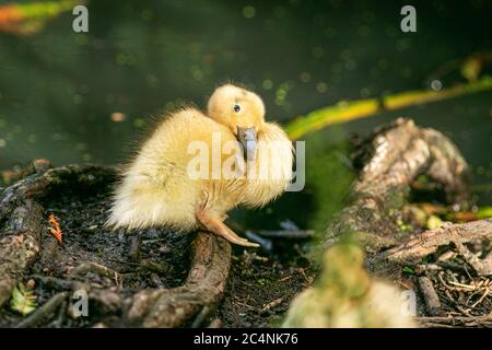 WIMBLEDON LONDON, GROSSBRITANNIEN. 28. Juni 2020. A Entlein preening selbst auf Wimbledon Common.Credit: amer ghazzal/Alamy Live News Stockfoto