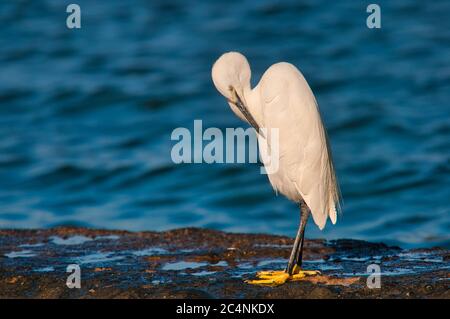 Shallow-Focus-Aufnahme eines Schneegreites, der auf einem steht Meeresküste Stockfoto