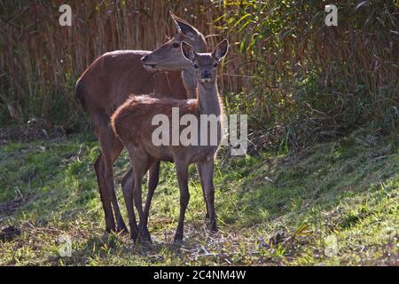 ROTHIRSCH (Cervus elaphus) Hinterkopf (weiblich) mit Kalb, UK. Stockfoto