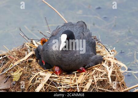 Eurasischer Ruß (Fulica atra) auf Nest mit Küken; Kopenhagen, Dänemark Stockfoto