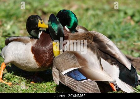 MALLARD (Anas platyrhynchos) Männchen kämpfen um ein Weibchen, Großbritannien. Stockfoto