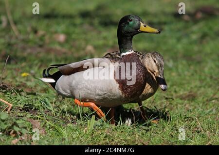 MALLARD (Anas platyrhynchos), umwerben Paar, Großbritannien. Stockfoto