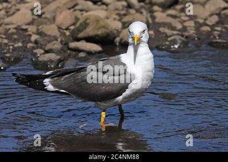 KLEINE SCHWARZRÜCKENMÖWE (Larus fuscus) stand in einem flachen Fluss, Scotalnd, Großbritannien. Stockfoto