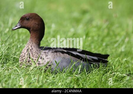 AUSTRALISCHE HOLZENTE (Chenonetta jubata) männlicher Ausflüchtling, wild lebend, Großbritannien. Stockfoto