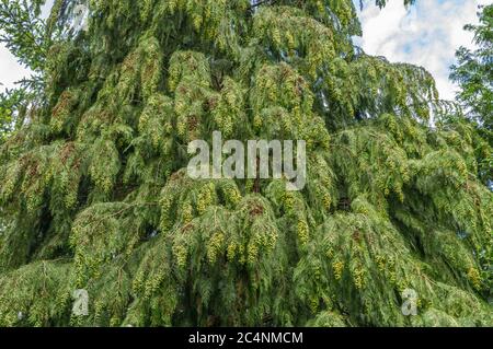 Lawson Zypresse, Port Orford Zeder (Chamaecyparis lawsoniana), Südtirol, Norditalien Stockfoto