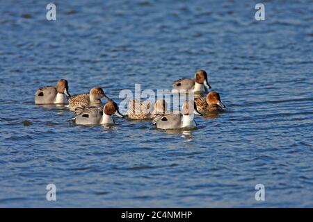 PINTAIL (Anas acuta) männlich und weiblich, Gruppenschwimmen, Großbritannien. Stockfoto