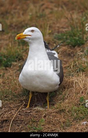 KLEINE MÖWE (Larus fuscus) stand über seinem Nest, Großbritannien. Stockfoto