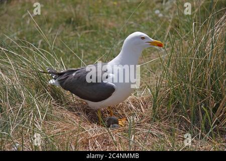 KLEINE SCHWARZRÜCKENMÖWE, GROSSBRITANNIEN. Stockfoto