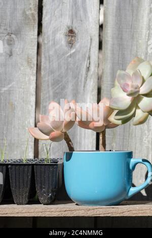 Eine kreative Upcycling-Wiederverwendung einer alten Kaffeetasse, die in einen Gartentopf für Sukkulenten in einem Garten in Sydney Australia umgewandelt wurde Stockfoto