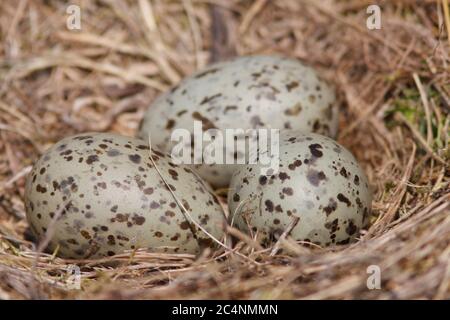 KLEINE SCHWARZRÜCKENMÖWE (Larus fuscus) Gelege von Eiern im Möwennest, Großbritannien. Stockfoto