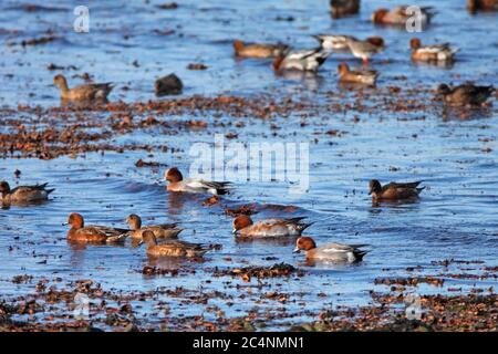 WIGEON (Mareca penelope, ehemals Anas penelope) ernährt sich am Ufer des Meeres, Schottland, Großbritannien. Stockfoto