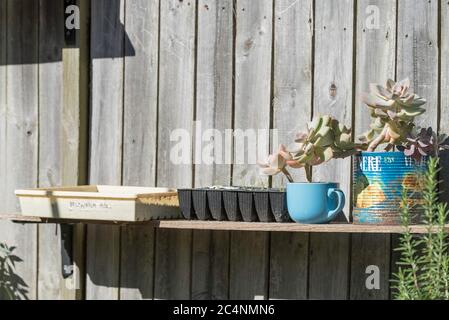 Eine einfache Pflanzbank in der warmen Wintersonne in einem australischen Garten in Sydney, die aus einem gebrauchten Zaunpfosten und zwei L-Halterungen besteht Stockfoto