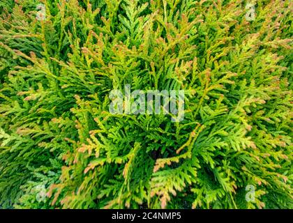 Vollformat blüht Thuja Baum in der Nähe Stockfoto