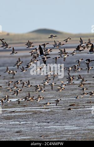 WIEON (Anas penelope) im Flug über Küstenmudflats (brent-Gänse auch vorhanden), Großbritannien. Stockfoto