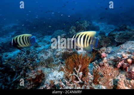 Sechsbänderige Engelfische, Pomacanthus sexstriatus, Heron Island, Great Barrier Reef, Australien Stockfoto