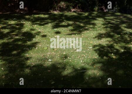 Rasen mit toten Blättern und Schatten mit Kopierraum bestreut Stockfoto