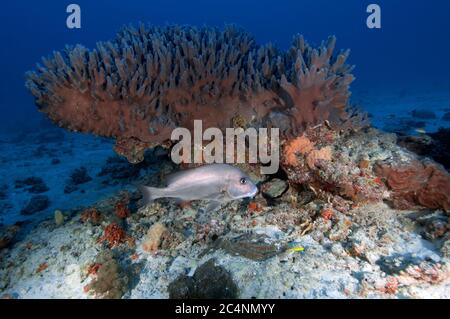 Red Snapper, Lutjanus bohar, unter einer harten Koralle, Porites sp., Heron Island, Great Barrier Reef, Australien Stockfoto