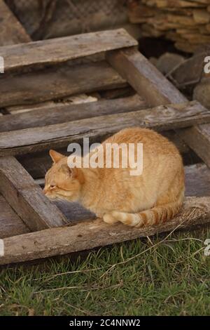 Rote Katze sitzt auf der Straße in einer Holzpalette in der Nähe von grünem Gras. Stockfoto