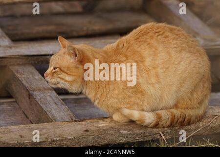 Rote Katze sitzt auf der Straße in einer Holzpalette. Stockfoto