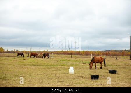 Herde von schönen Pferden grasen in einer Herbstwiese neben einem Heuhaufen hinter einem Zaun schöne Atmosphäre regnerischen Himmel Stockfoto