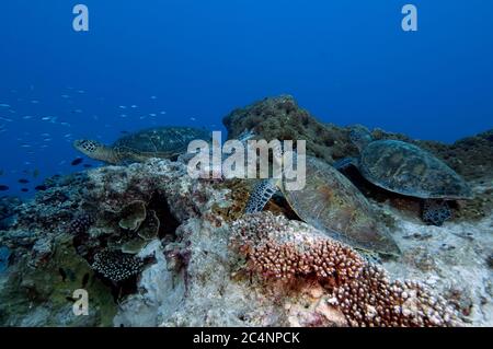 Drei grüne Meeresschildkröten, Chelonia mydas, Rest auf einem Korallenriff, Heron Island, Great Barrier Reef, Australien Stockfoto