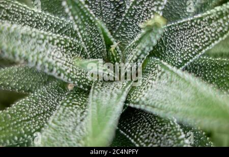 Vollbildaufnahme einer Haworthia Pflanze von oben gesehen Stockfoto
