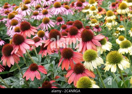 Echinacea Cheyenne Spirit Kegelblumen Stockfoto