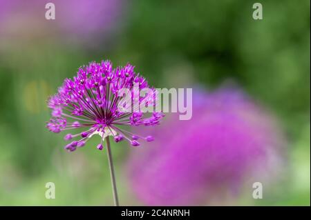 Selektive Fokusaufnahme der lila Riesenzwiebelblume, einer Allium giganteum Pflanze Stockfoto