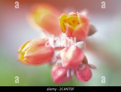 Makroaufnahme von schönen echeveria Blumen Stockfoto