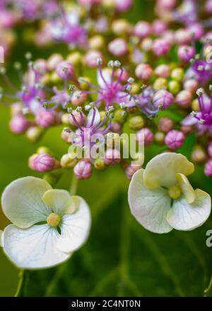 Vertikale Aufnahme eines schönen Hortensien Bouquets Stockfoto