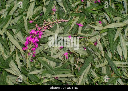 Textur von grünen Blättern des Ivan-Tees mit einem Zweig von rosa Blüten. Hintergrund. Die Aussicht von oben. Stockfoto