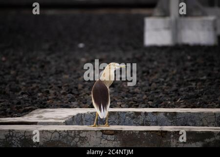 Indischen Teich Heron Stockfoto