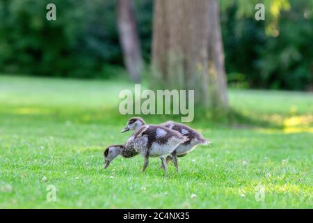 Nahaufnahme Von Baby Egyptian Gooses In Amsterdam, Niederlande 25-6-2020 Stockfoto