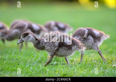 Nahaufnahme Von Baby Egyptian Gooses In Amsterdam, Niederlande 25-6-2020 Stockfoto