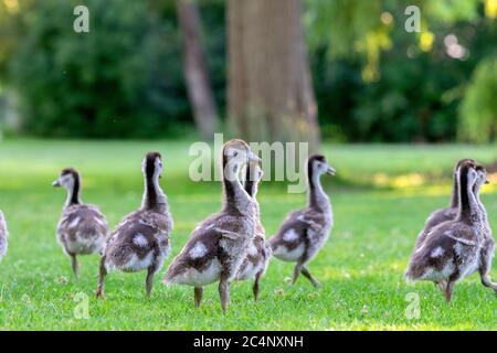 Nahaufnahme Von Baby Egyptian Gooses In Amsterdam, Niederlande 25-6-2020 Stockfoto