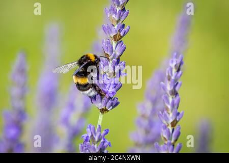 Hummel (Bombus) auf Lavendel (Lavandula) im Garten Stockfoto