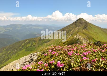 Rosa Blüten in voller Blüte in hohen Bergen Stockfoto