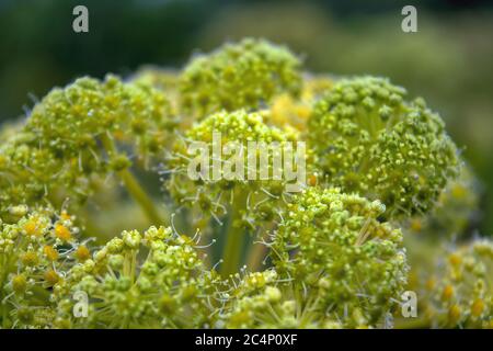 Nahaufnahme der blühenden Riesenhuckweed oder Heracleum mantegazzianum Pflanze und ihre Samenköpfe. Stockfoto