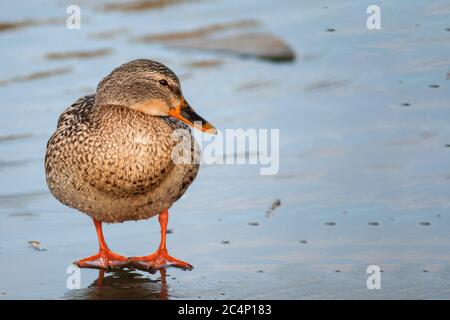 Weibliche Wildente (Anas platyrhynchos). Mallard steht auf dem Eis. Stockfoto