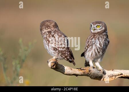 Zwei junge Eule, Athene noctua, steht auf einem Stock auf einem schönen Hintergrund. Stockfoto