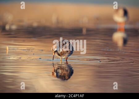 Eine Ruffe (Philomachus pugnax), die im Wasser Futter. Stockfoto