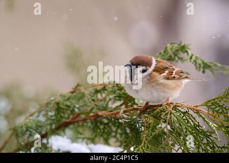 Eurasischer Baumsperling (Passer montanus), der auf dem Ast einer Tanne sitzt. Stockfoto