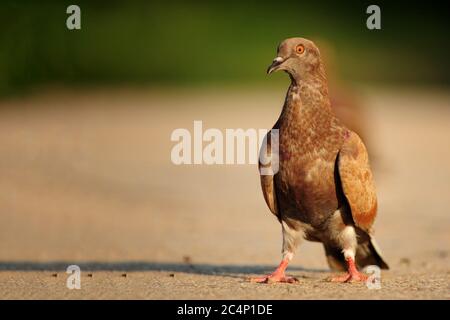 Rock Dove (Columba livia) auf einem schönen Hintergrund sitzen. Stockfoto