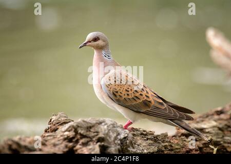 Schildkrötentaube auf einem schönen grünen Hintergrund (Streptopelia turtur). Stockfoto