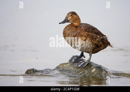 Die Papphündin (Aythya ferina) steht auf Stein im Wasser. Stockfoto