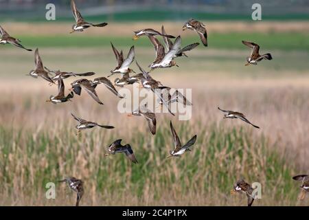 Wasservögel. Grün blau Natur Hintergrund. Gewöhnliche Wasservögel: Ruff. Philomachus pugnax. Stockfoto